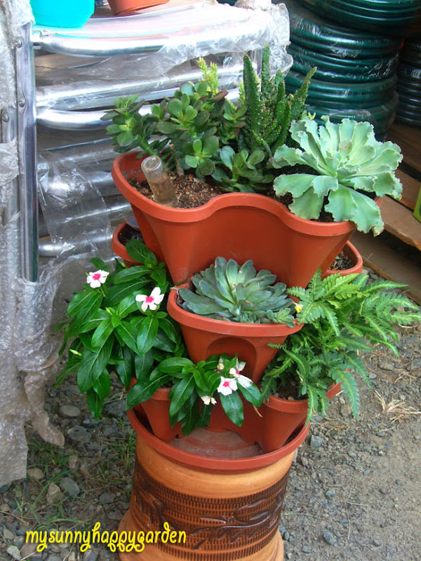 My Sunny Happy Garden Tips from United Malaysian Orchid